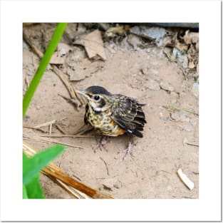 Young American Robin On The Ground Posters and Art